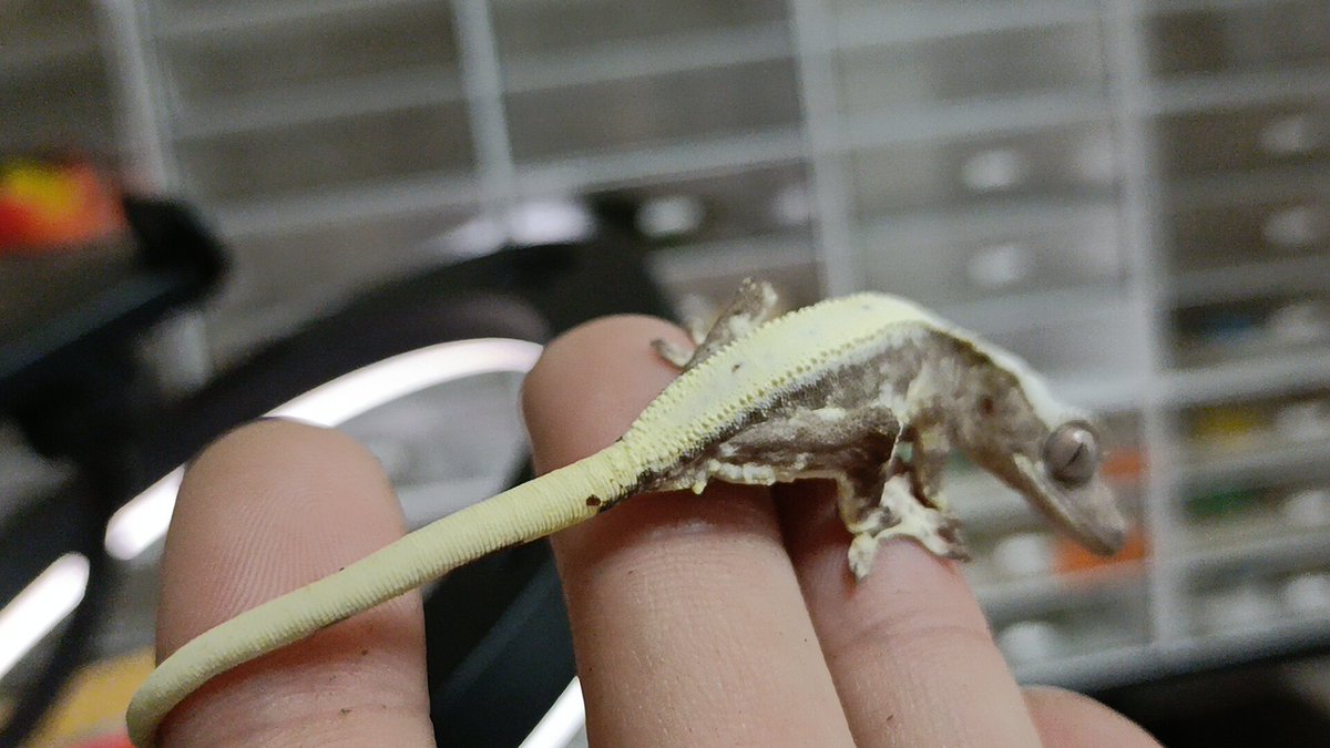 𝐞𝐦𝐮 & JOE Reptiles@12/20クレスフェス東京 tweet media