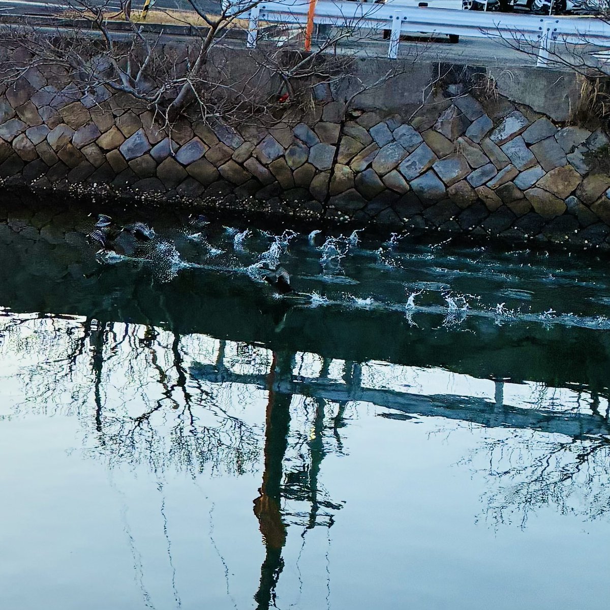 ✖︎✖︎✖︎
きよのクロガモ氏はクロガモ仲間５羽とごわごわしたはりました春だねまだ全然寒いけど
✖︎✖︎✖︎