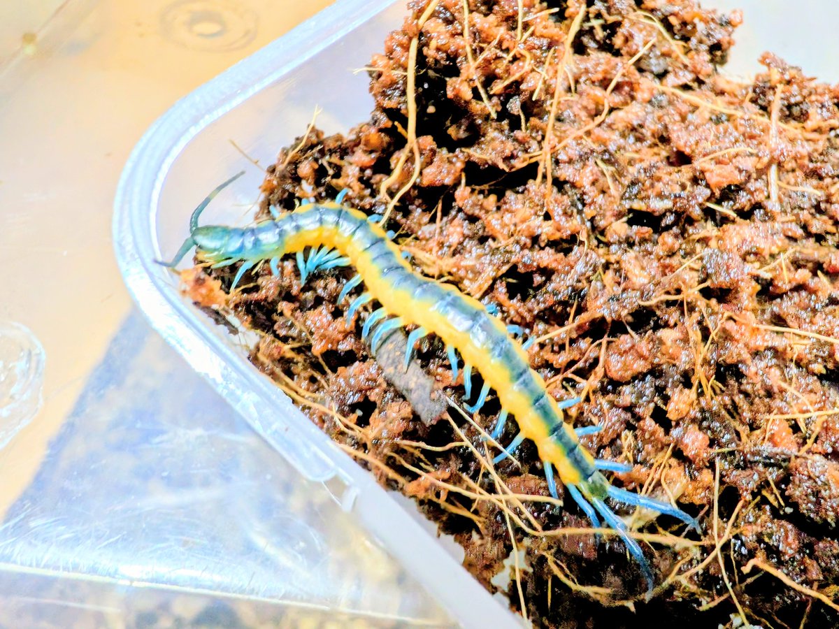 BUG.st(即売会でのリクエスト受付中) tweet media