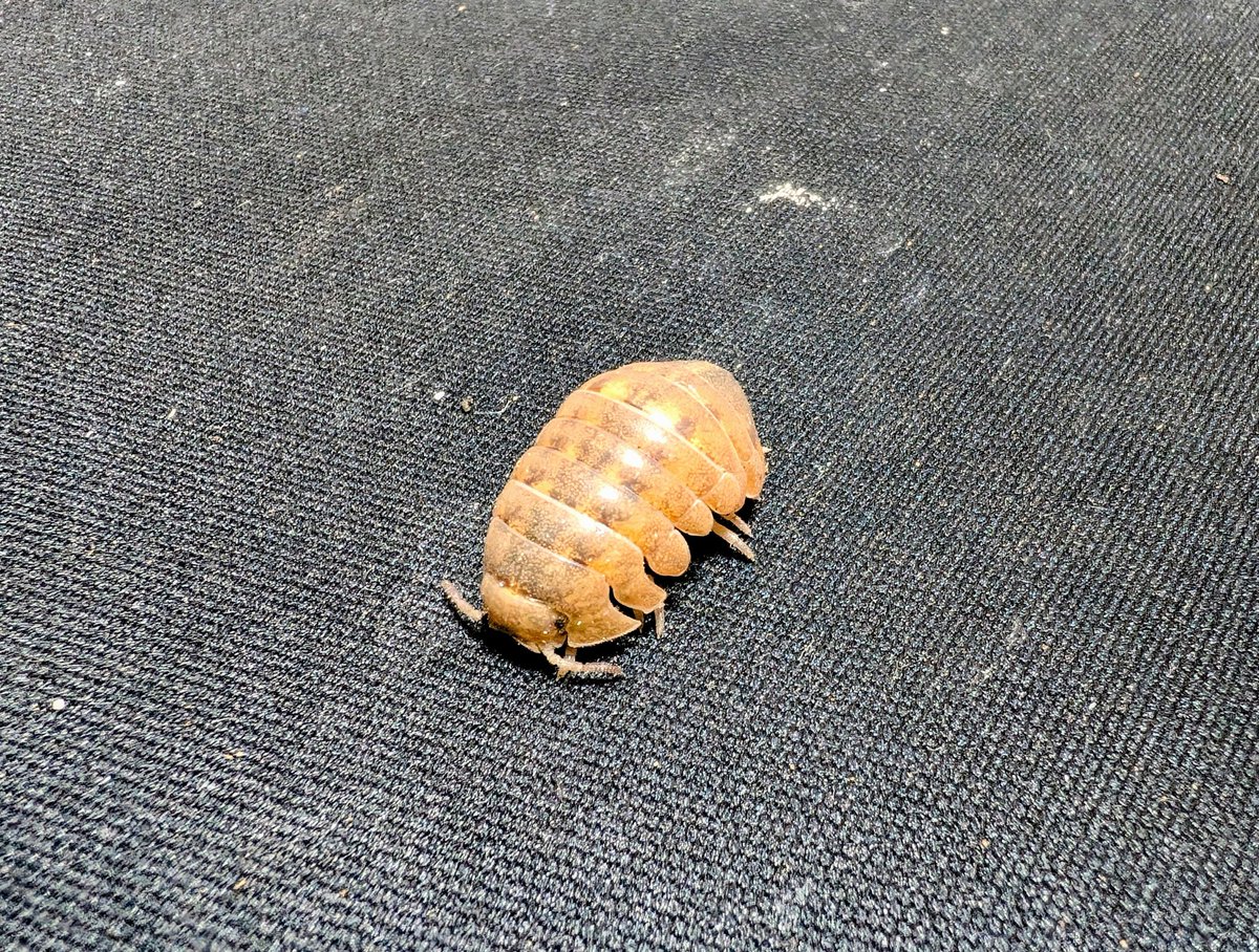 BUG.st(即売会でのリクエスト受付中) tweet media