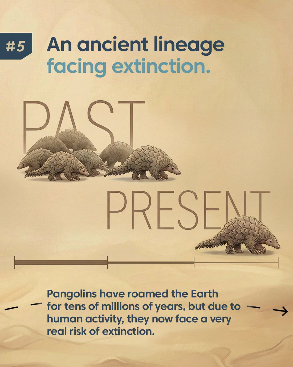 Wildlife Justice Commission tweet media