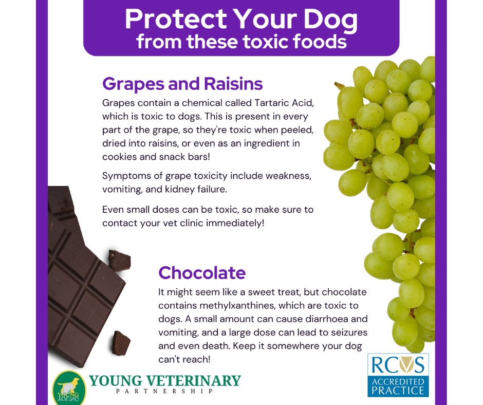young veterinary tweet media