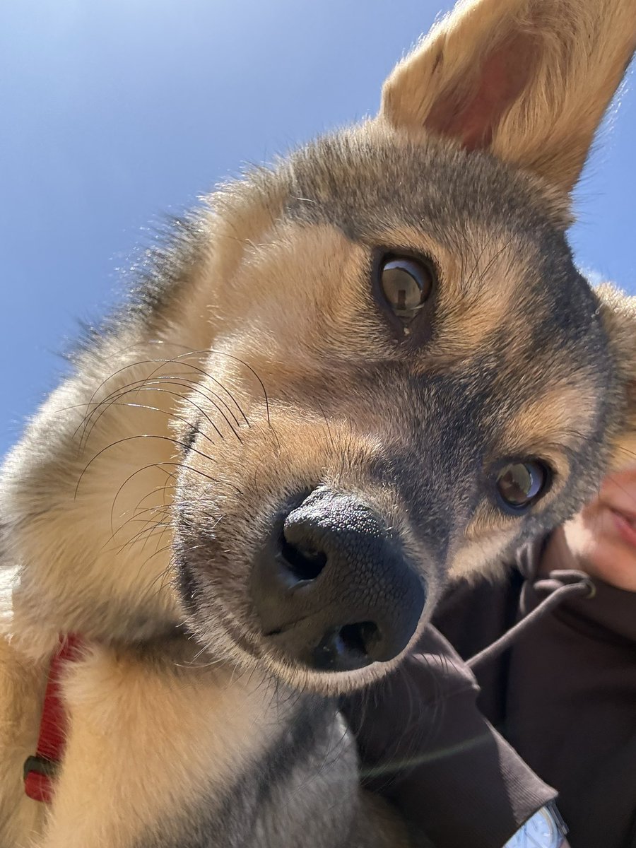 髙橋藍(Ran Takahashi) tweet media