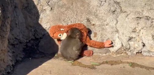 ไม่คิดเลยว่าชีวิตจะมาให้กำลังใจลิงเด้กอายุหกเดือนปรับตัวเข้าฝูงให้ได้ในทุกวัน ฮือๆๆๆๆๆเอ้นดู ให้พันช์คุงเติบโตไปอย่างแข็งแรงและสดใสน้าาาาาา