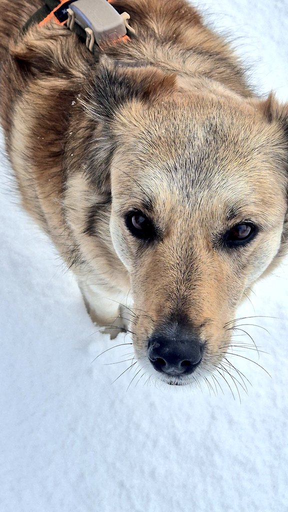 Scharfzaehnchen's tweet photo. #SchneeGassi ❄️❄️❄️
Guten Morgen alle Schnuppels von
#MrGrumpy & mir https://t.co/IsWHmla7ql