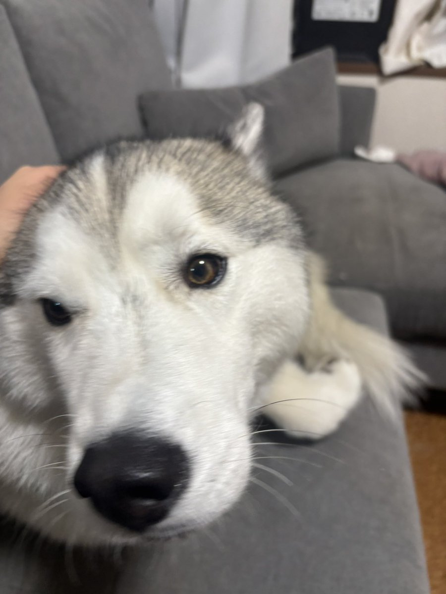 ガブちゃん (@rn2312412) on X