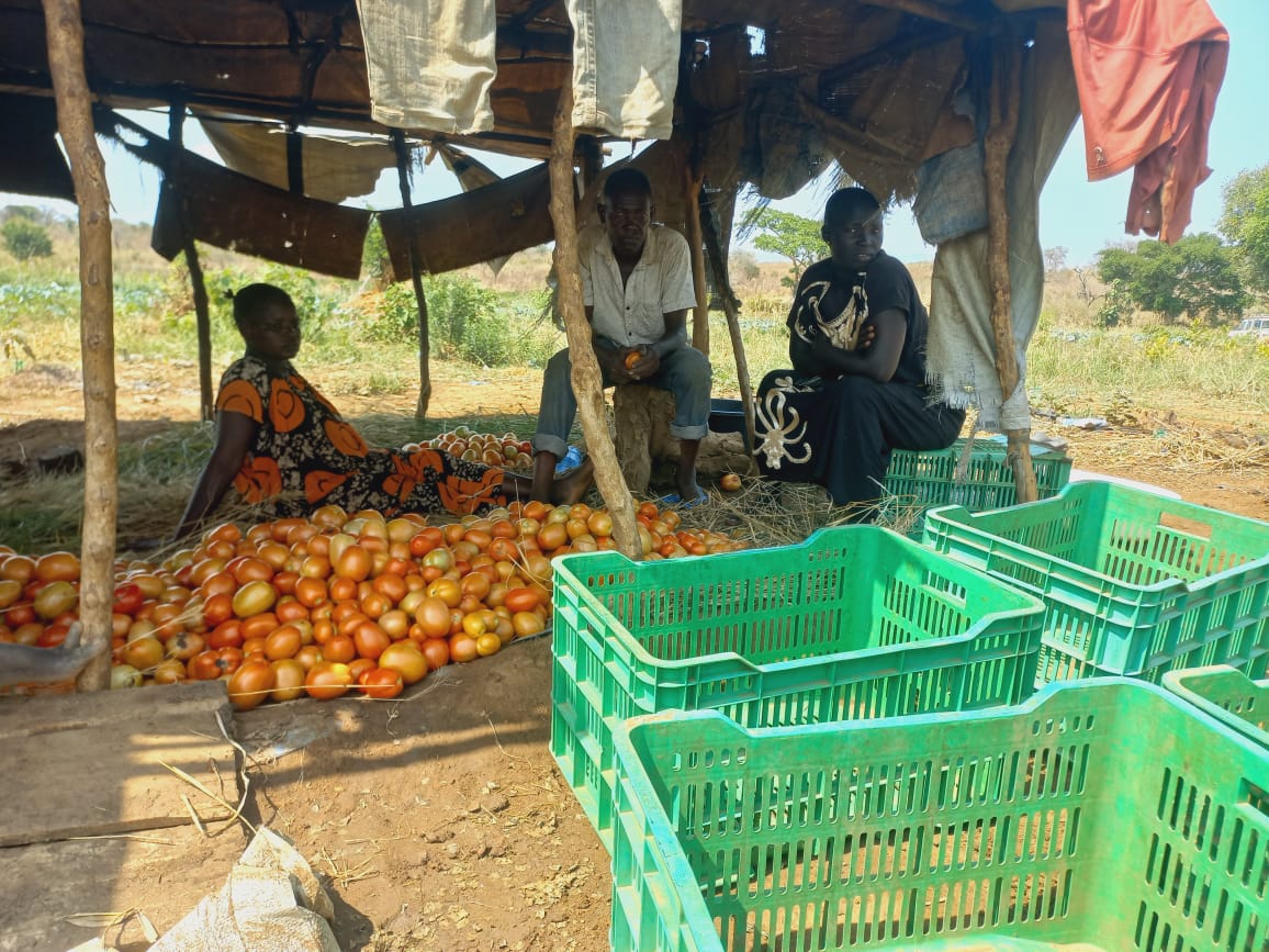 FAOSouthSudan's tweet image. With support from @FAO &amp;amp; in partnership with @mafs_ss, the Torit Model #Vegetables Farmers Group received training, seeds &amp;amp; farming inputs.

They have now begun a bumper harvest 🌱🥬🍅 A key step toward better nutrition &amp;amp; stronger #FoodSecurity 🍽️

Thanks to @WorldBankGroup 🙏