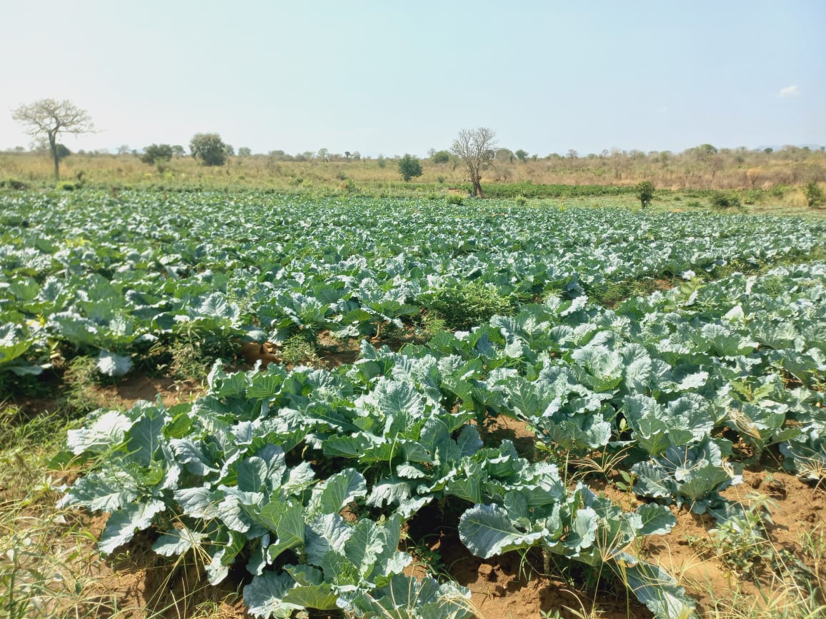 FAOSouthSudan's tweet image. With support from @FAO &amp;amp; in partnership with @mafs_ss, the Torit Model #Vegetables Farmers Group received training, seeds &amp;amp; farming inputs.

They have now begun a bumper harvest 🌱🥬🍅 A key step toward better nutrition &amp;amp; stronger #FoodSecurity 🍽️

Thanks to @WorldBankGroup 🙏