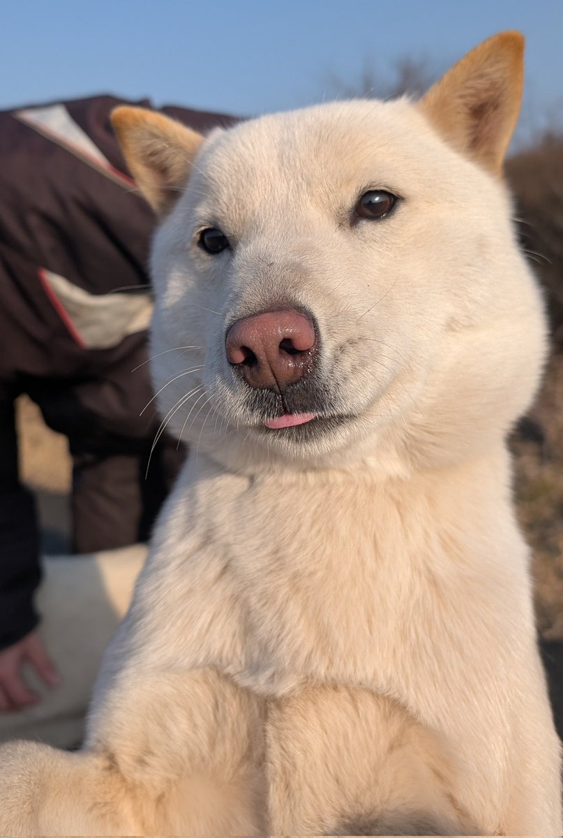 北海道犬 みっちゃん (@HdnOYpsK34Hd9gB) / Posts / X