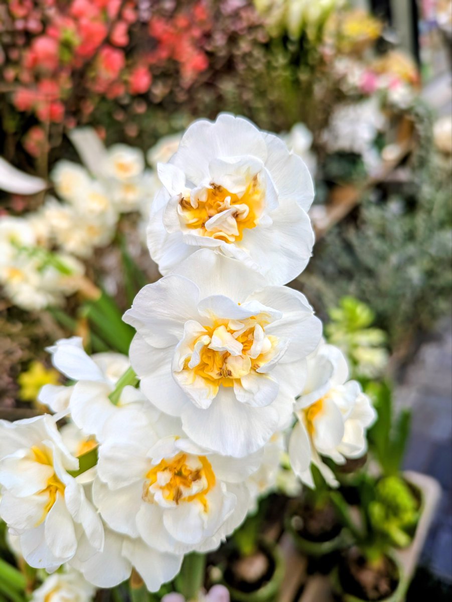 Agios Pavlos tweet media