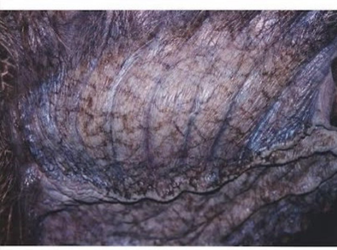 Spiral Studio tweet media