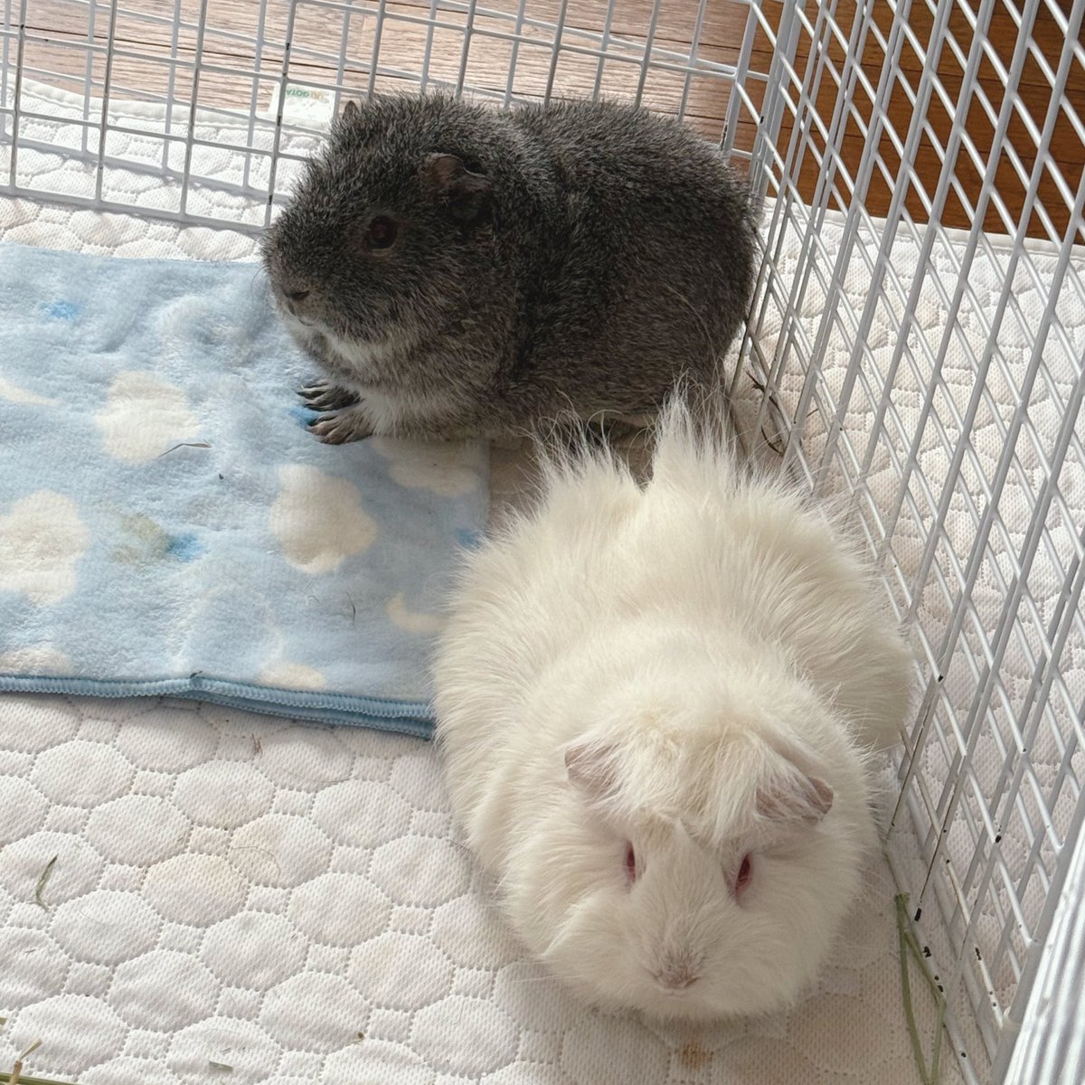 もこ (@moko2_mol) / Posts / X