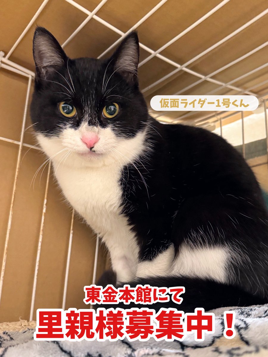 里親様募集中💐】 仮面ライダー1号くん✨ 推定6ヶ月の男の子です