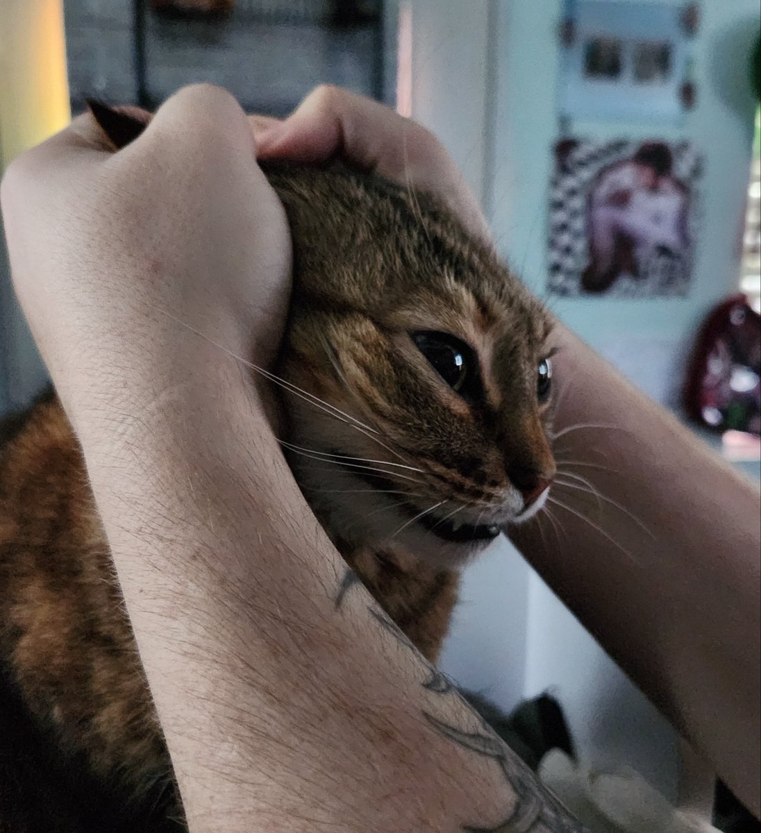 Cats with their heads held back tweet media