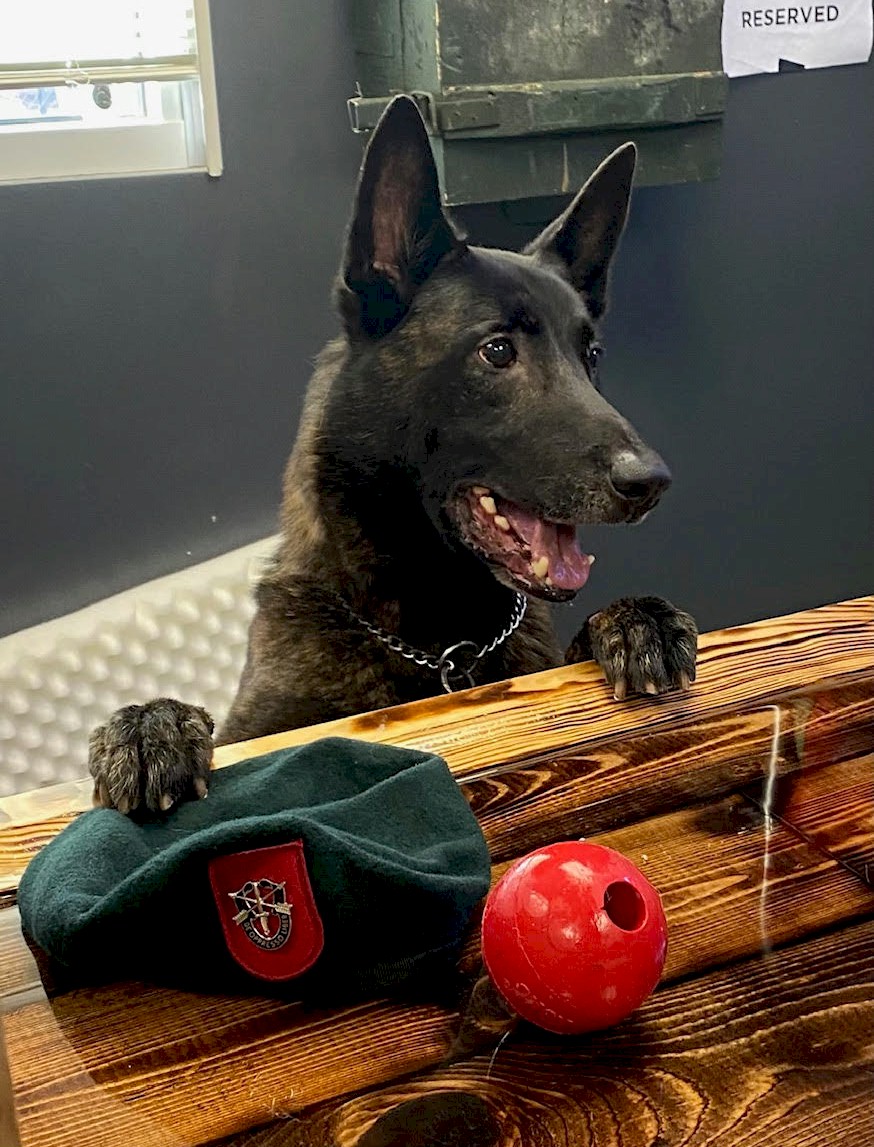 Honoring Sheriff K-9 and Army MWD Luca, unknown - February 21 2024, LODD, Lake Cormorant, Mississippi
K-9 Luca had served with the DeSoto County Sheriff's for four years and previously served with the Army 7th SOF, Multi-Purpose Canine Combat Tracking Detachment at Elgin AFB