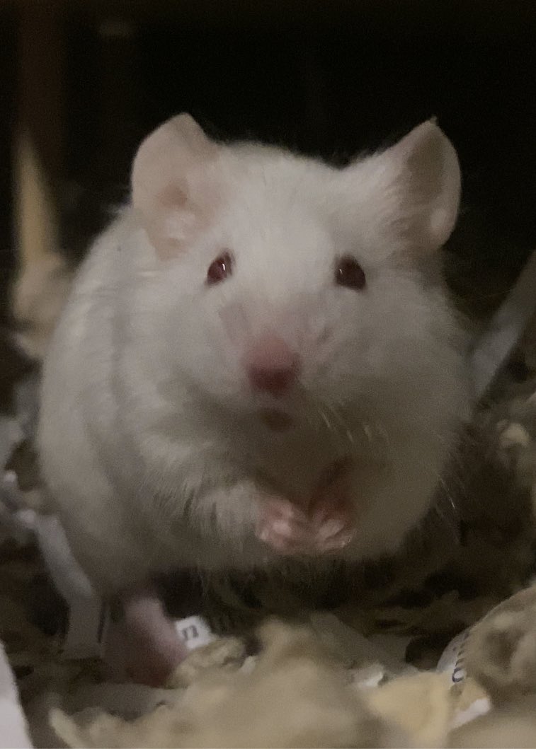 Spoolie 🐭🧵 tweet media