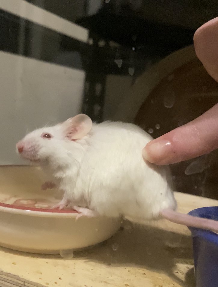 Spoolie 🐭🧵 tweet media