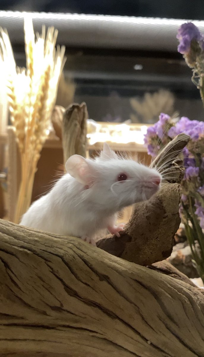 Spoolie 🐭🧵 tweet media