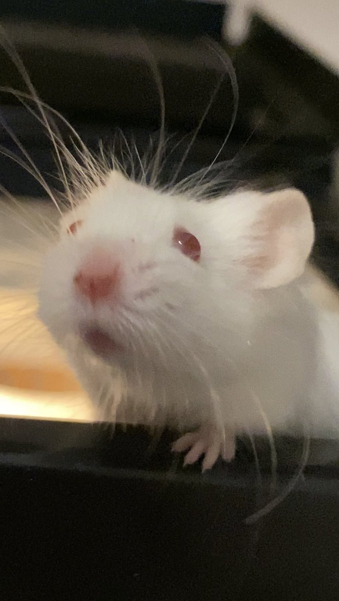Spoolie 🐭🧵 tweet media