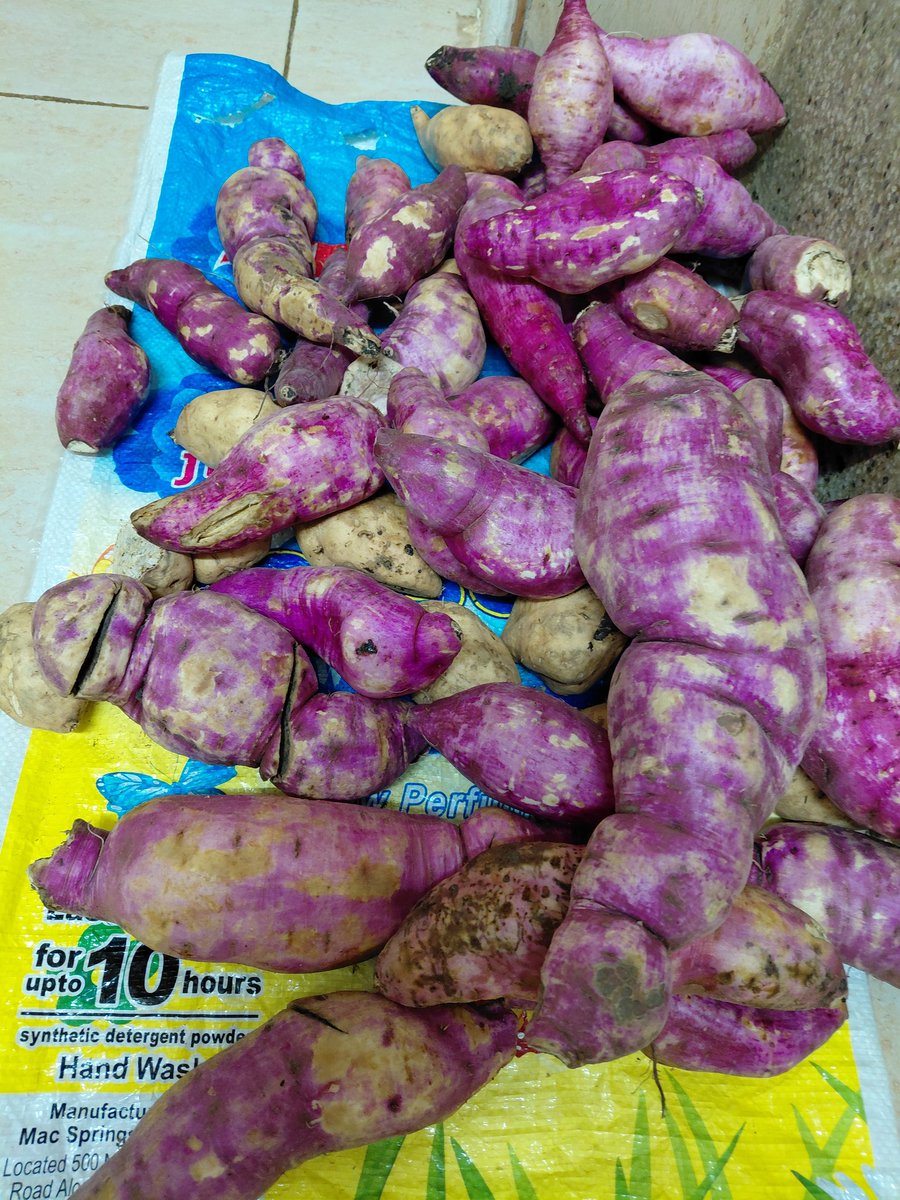 amerix's tweet photo. SWEET POTATOES:

KSH 150 in Matisi, Webuye - Malaba Highway.

#FoodFriday https://t.co/5FXcpj15wo