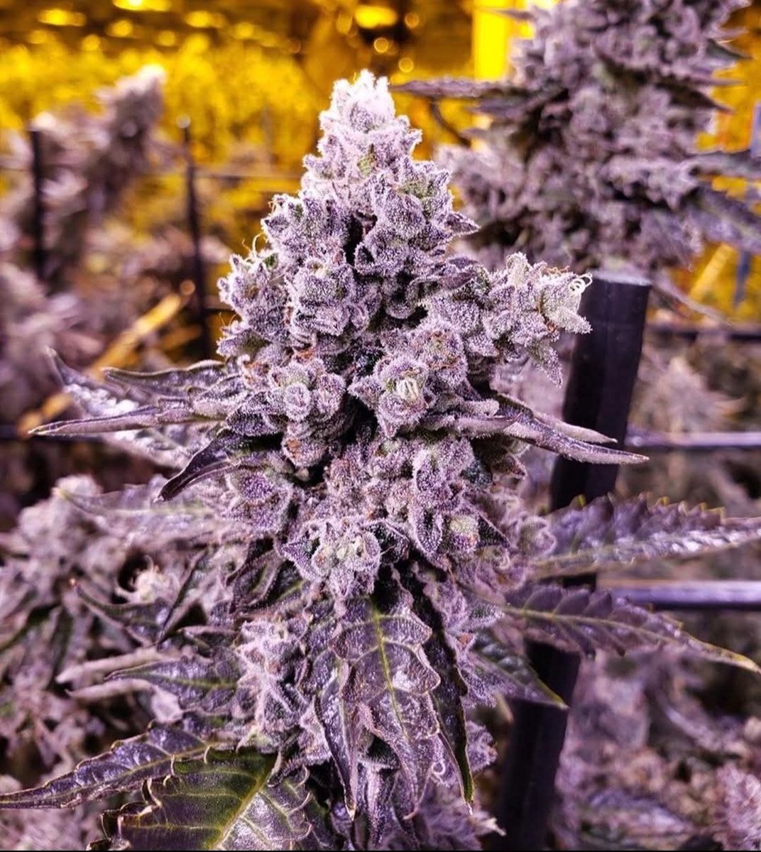 CANNA COLLECTORS tweet media