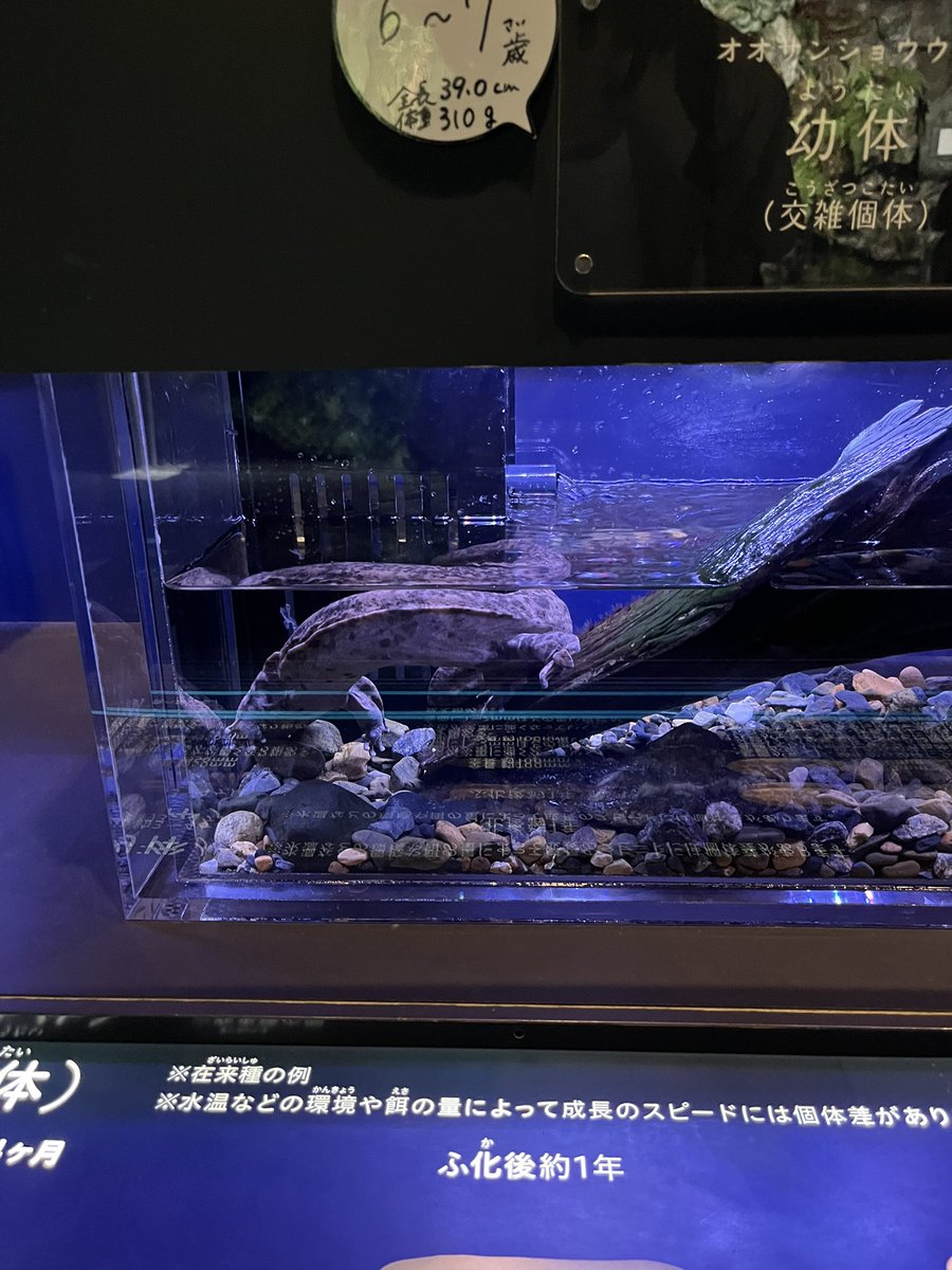 glyc0's tweet image. 京都水族館行った時の写真があったけど撮るの下手すぎる😂

 #WAF