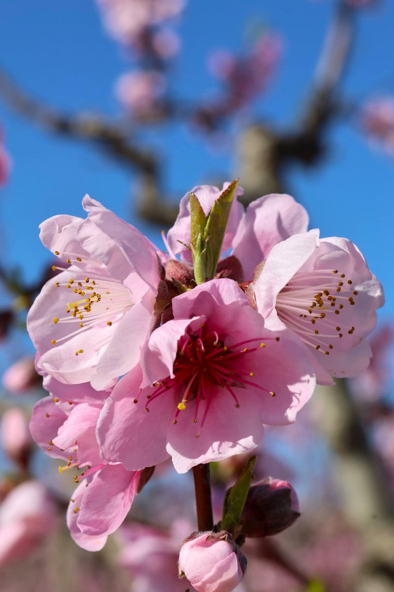 ¡Paisajes vestidos de gala! Esta mañana (20/02/2026), vistas a tan solo 10 días de alcanzar el punto álgido de la famosa Floración de #Cieza (#Murcia). Se están llevando a cabo trabajos de poda y clareo, para que todo quede perfecto. ¡No te la pierdas! Imágenes: Lucía García.