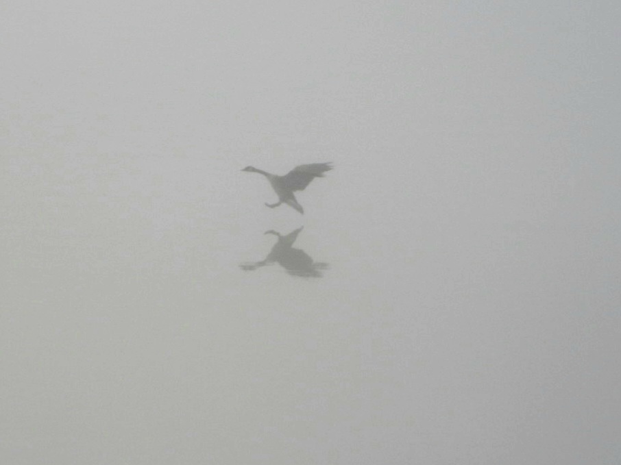 teresaholmes351's tweet photo. Going with some #fog pictures taken yesterday morning on a section of the Ohio River .  Have a fantastic Friday. #flyday #FogFriday https://t.co/P34CPYwNx9