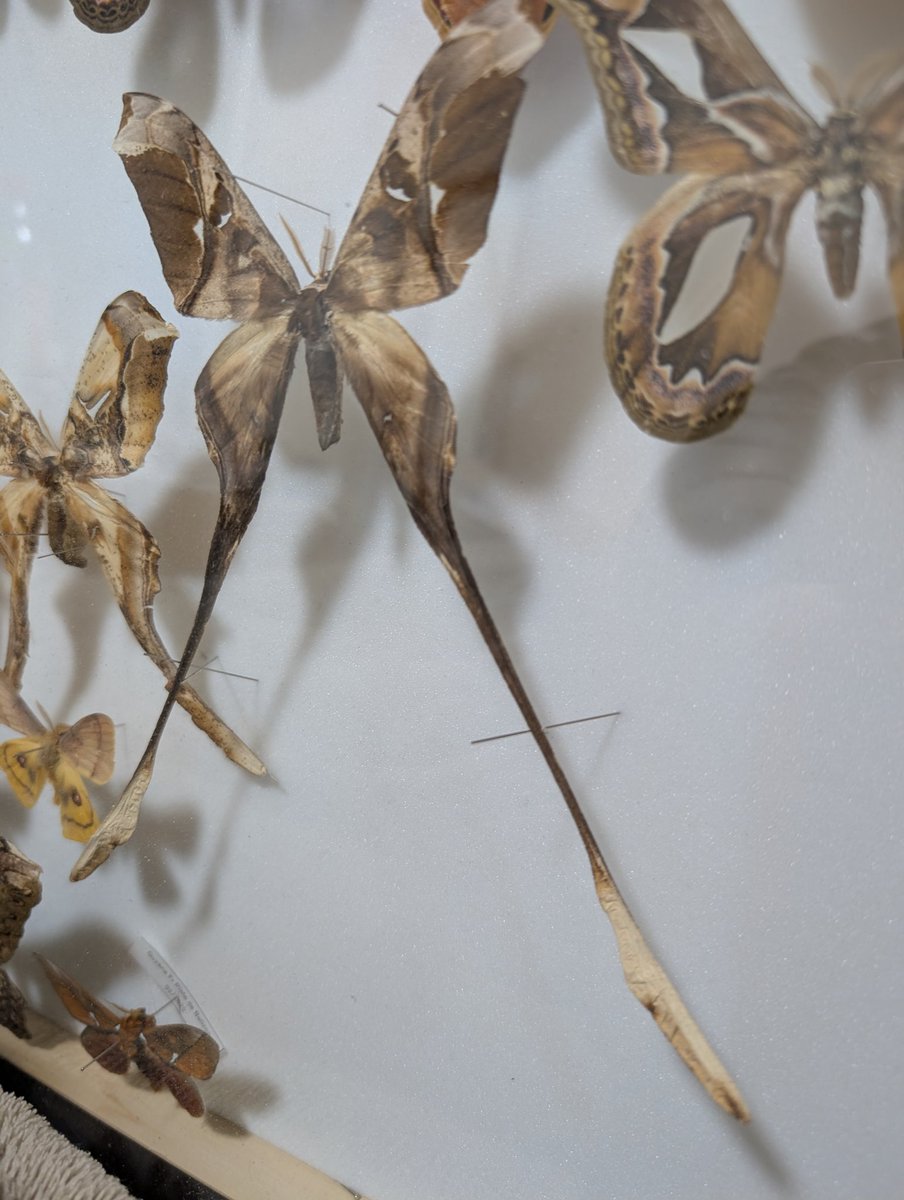 最大のオヒキヤママユ
Copiopteryx semiramis andensis