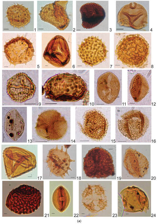 FossilsMDPI's tweet image. 📢 New in #FossilStudies

📘 Neogene Marine Incursions in Western Amazonia Revealed by Palynology of Boreholes from the Marañón Basin, Peru

🔗 brnw.ch/21x07qs

#Palynology #Neogene #Amazonia #MaranonBasin #Paleoenvironment #Paleontology #Stratigraphy #MarineIncursions