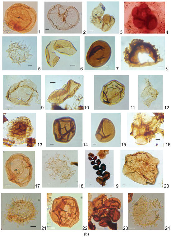 FossilsMDPI's tweet image. 📢 New in #FossilStudies

📘 Neogene Marine Incursions in Western Amazonia Revealed by Palynology of Boreholes from the Marañón Basin, Peru

🔗 brnw.ch/21x07qs

#Palynology #Neogene #Amazonia #MaranonBasin #Paleoenvironment #Paleontology #Stratigraphy #MarineIncursions