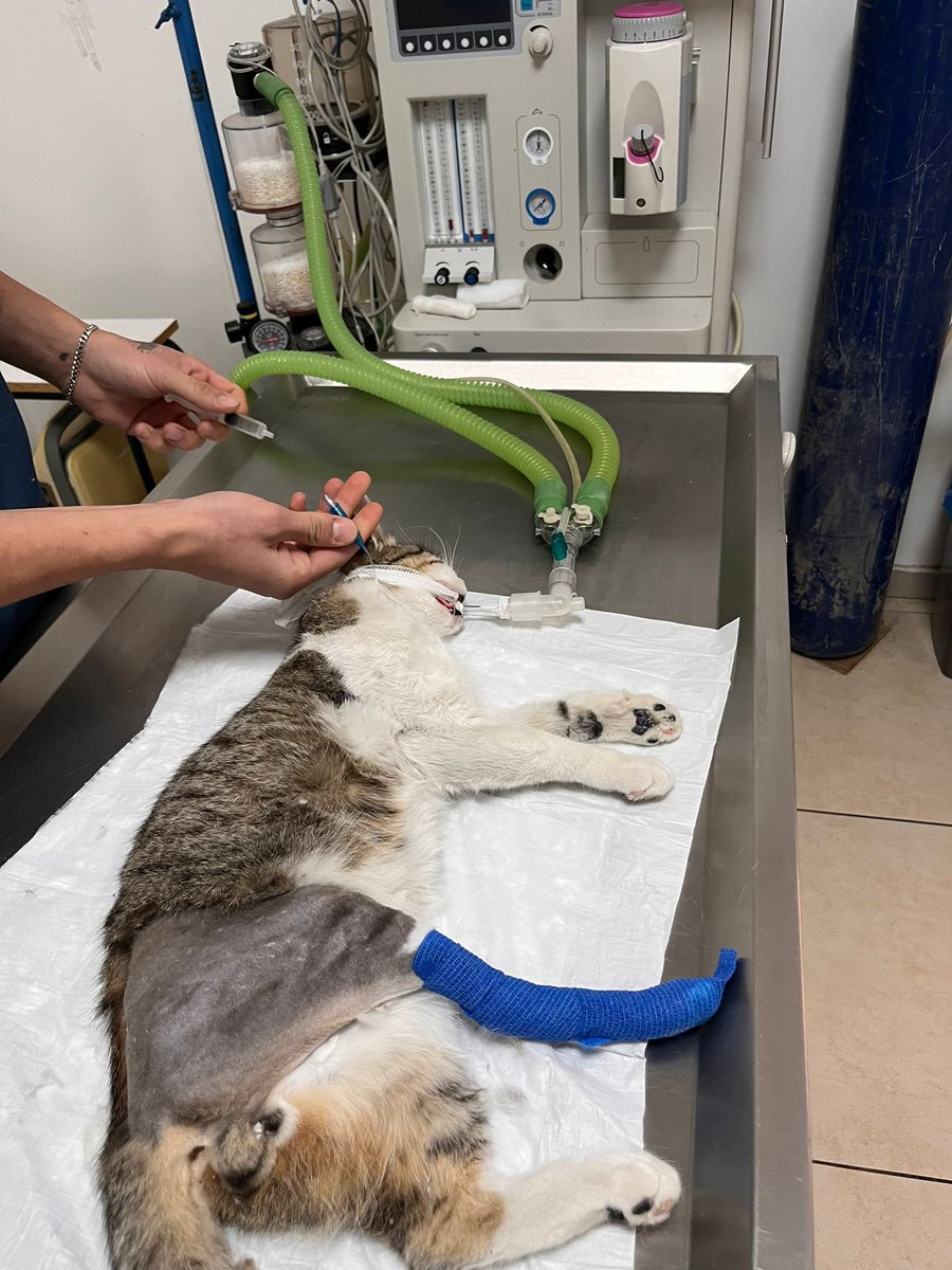 Veterinerden çıkamaz olduk, borçlar bindikçe bindi. Sesimiz de çıkmıyor zaten