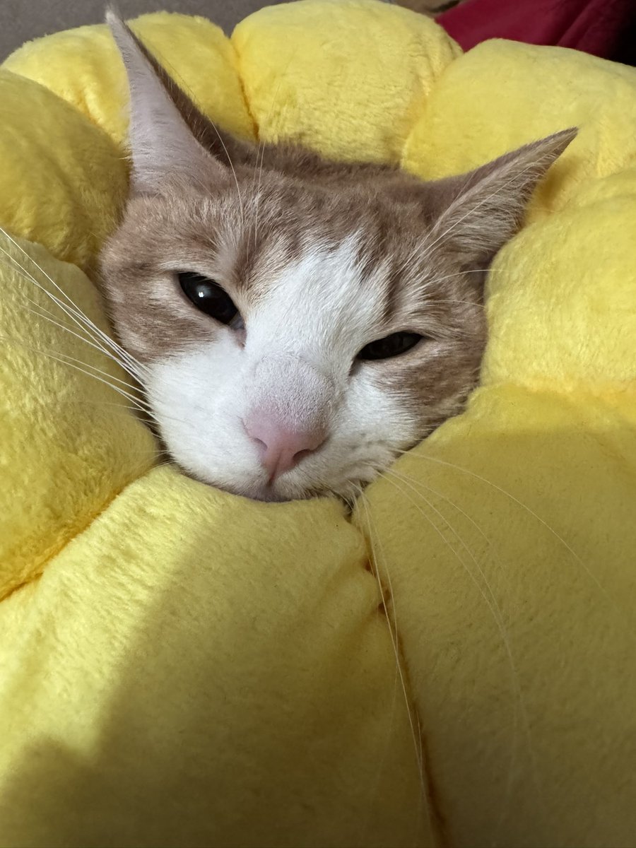 a esperar a que se le cure la heridita :’(