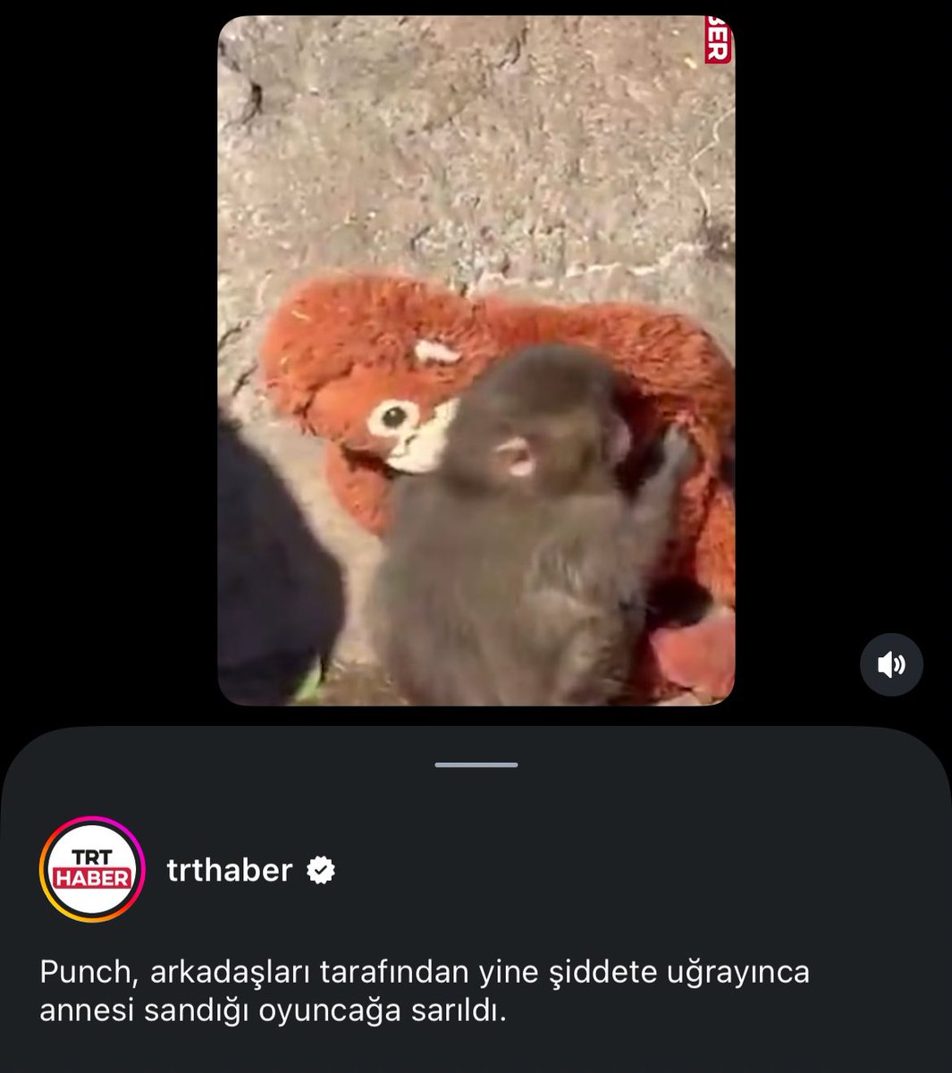 sheidaasss's tweet photo. Maymun Punch ‘ı evlatlik edinmek istiyorum ya ,nereye başvuruyoruz https://t.co/ew8DTYeZqS