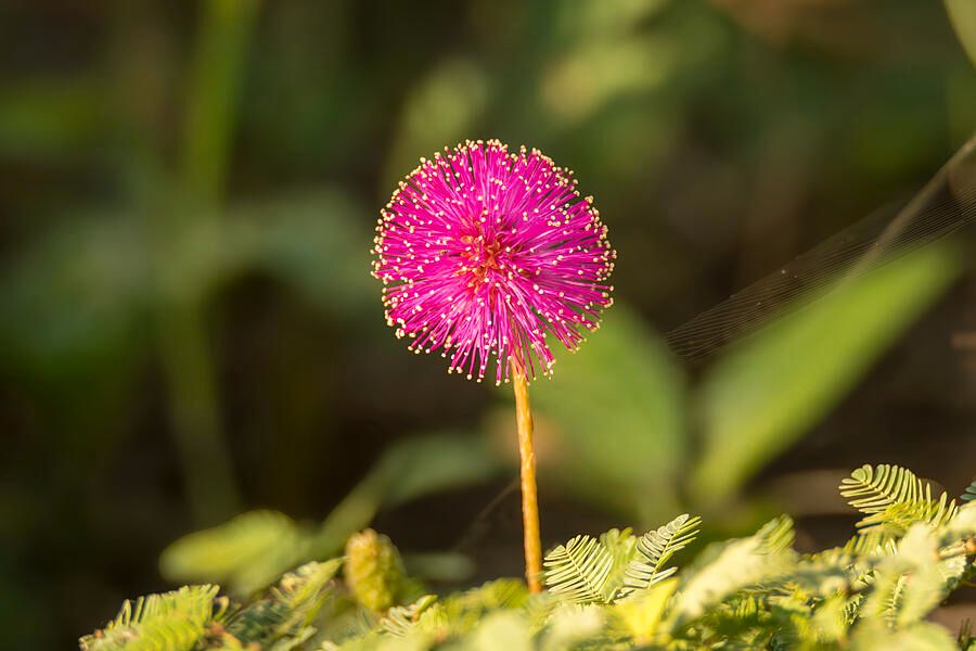 DebraMartz's tweet image. Is it a Shameplant?
I was at the start of a trail to do some birdwatching when I saw this bright pink flower. ID app said Shameplant, but I'd never heard of it.

debra-martz.pixels.com/featured/brigh…

#Shameplant #pink #round #flower #nature #beauty #giftideas @debramartz #buyintoart