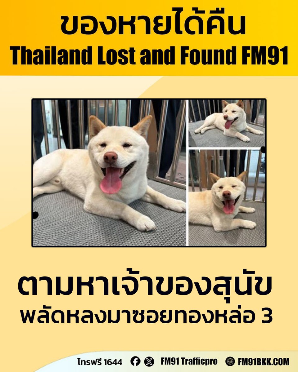 20 ก.พ. 69 ตามหาเจ้าของสุนัข พันธุ์ “ชิบะ” เพศผู้ มีคนไปเจอแถวซอยทองหล่อ 3 แล้วเอามาไว้ที่ รพ.สัตว์อารักษ์ ทองหล่อ คาดว่าเจ้าของน่าจะอยู่แถวนี้

หากใครเป็นเจ้าของ ติดต่อกลับที่หมายเลขโทรฟรี 1644 สวพ.FM91 ได้ตลอด 24 ชั่วโมง
#ของหายได้คืน #thailandlostandfound #โทร1644 #FM91