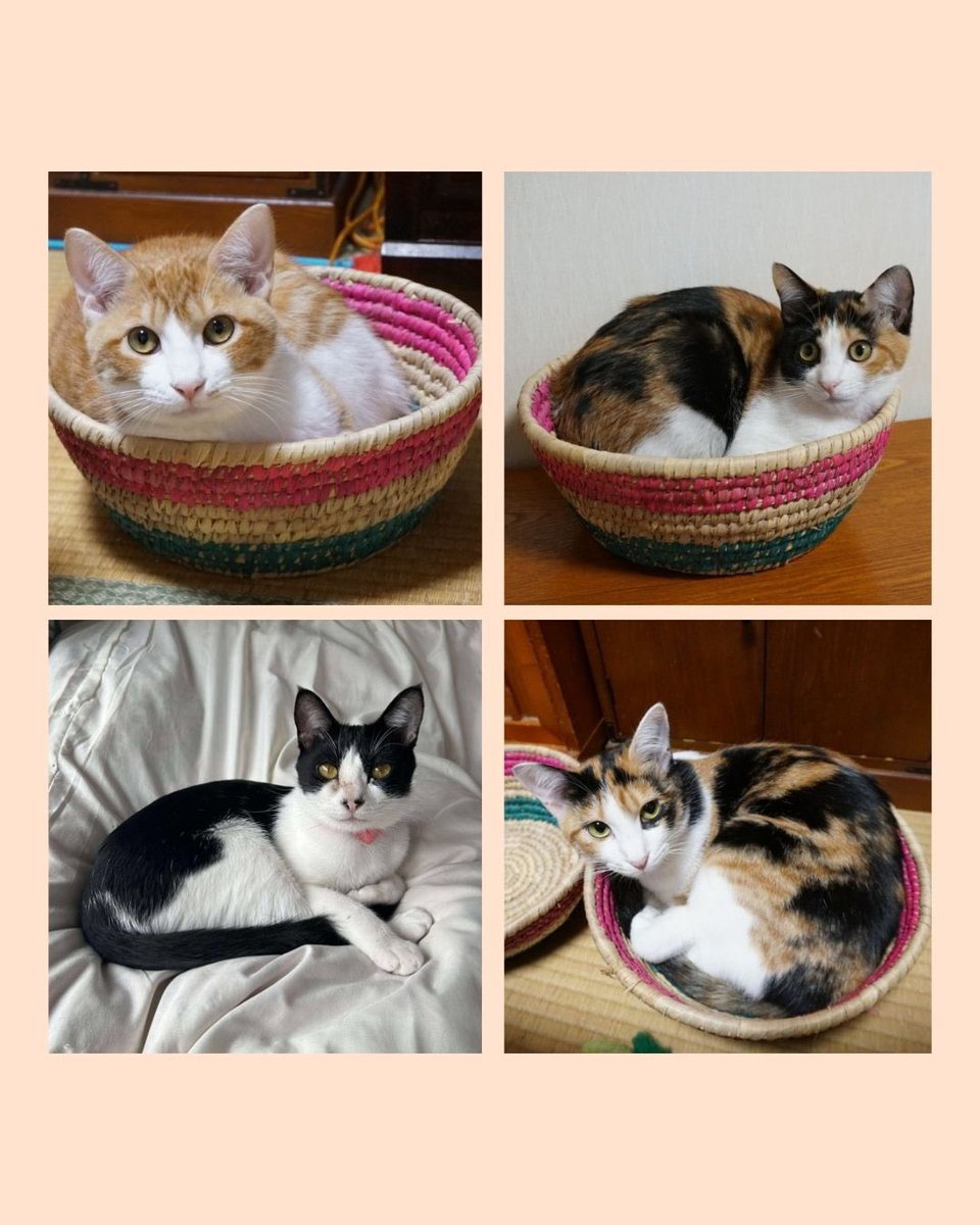 human_animal1's tweet photo. 2/22猫の日🐱
保護猫の里親会を開催します！

新しい家族を探している保護猫が17匹参加します！

ぜひお越しください🌸🐈 https://t.co/RaUGUnS97N