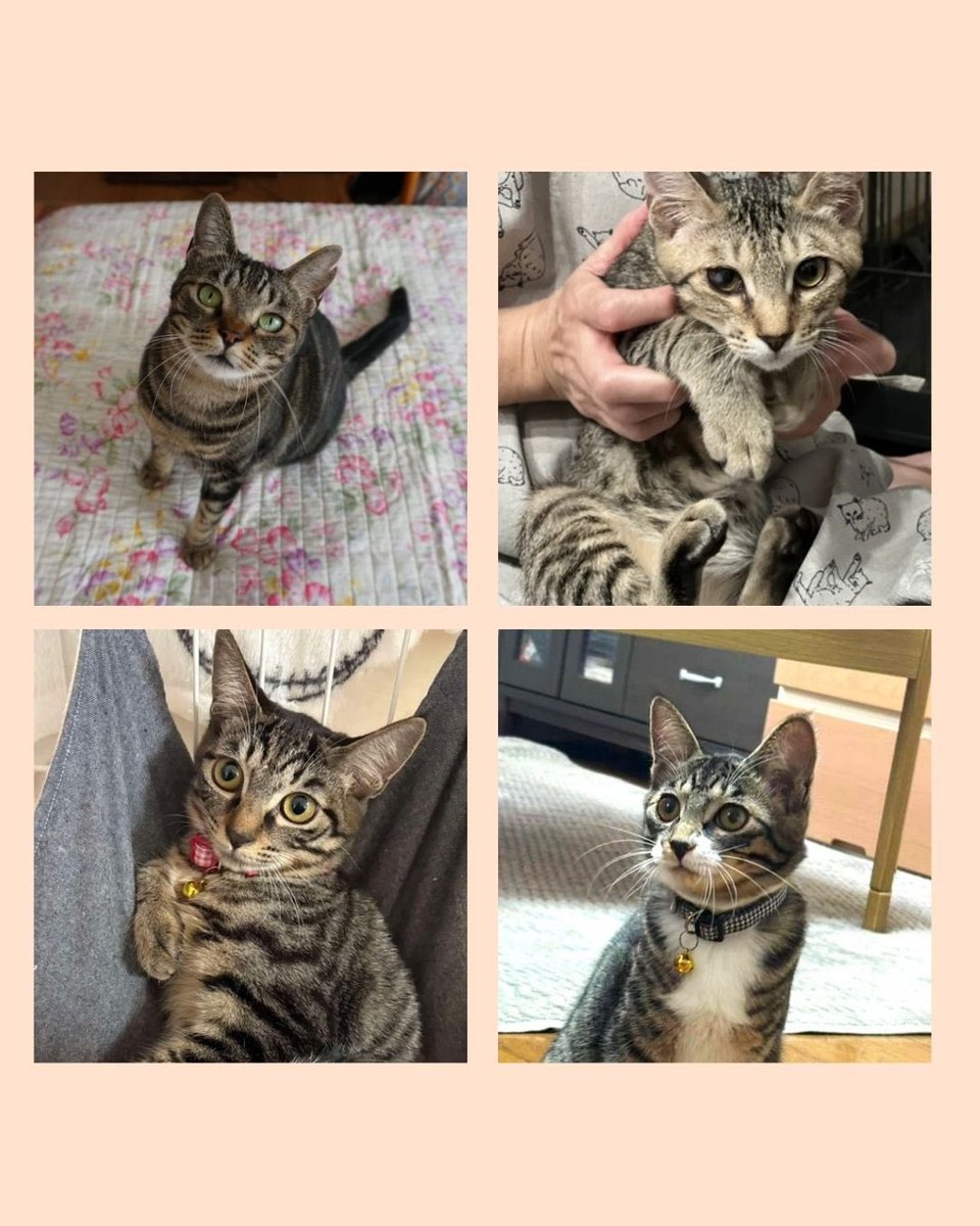 human_animal1's tweet photo. 2/22猫の日🐱
保護猫の里親会を開催します！

新しい家族を探している保護猫が17匹参加します！

ぜひお越しください🌸🐈 https://t.co/RaUGUnS97N