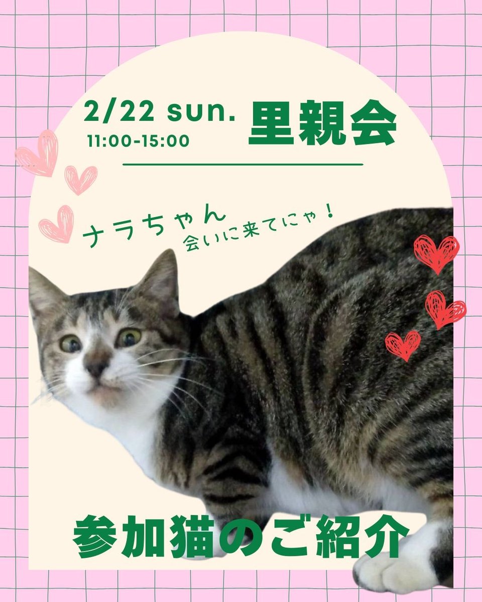 human_animal1's tweet photo. 2/22猫の日🐱
保護猫の里親会を開催します！

新しい家族を探している保護猫が17匹参加します！

ぜひお越しください🌸🐈 https://t.co/RaUGUnS97N