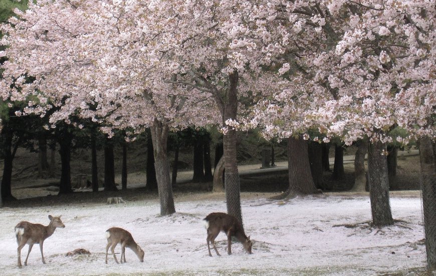 𝓇𝑜𝓈𝒾𝑒 (@rosierpearl) on Twitter photo 