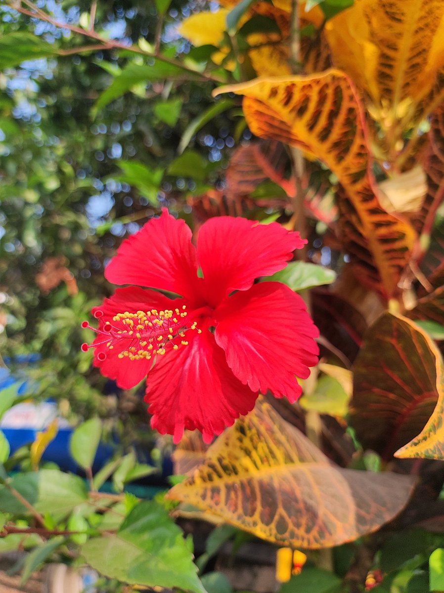 Nicky_Dubey17's tweet photo. Share your 🪷🌻🪷picture for Flowers on Friday!
#theme_pic_India_flowers

#TodaysClick https://t.co/6y60XfQTU7