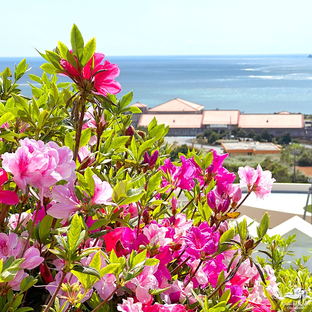 【公式】カヌチャリゾート 沖縄 tweet media