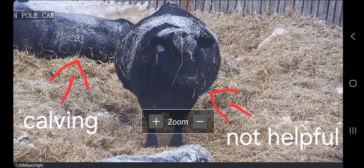 Cameron Nykoliation tweet media