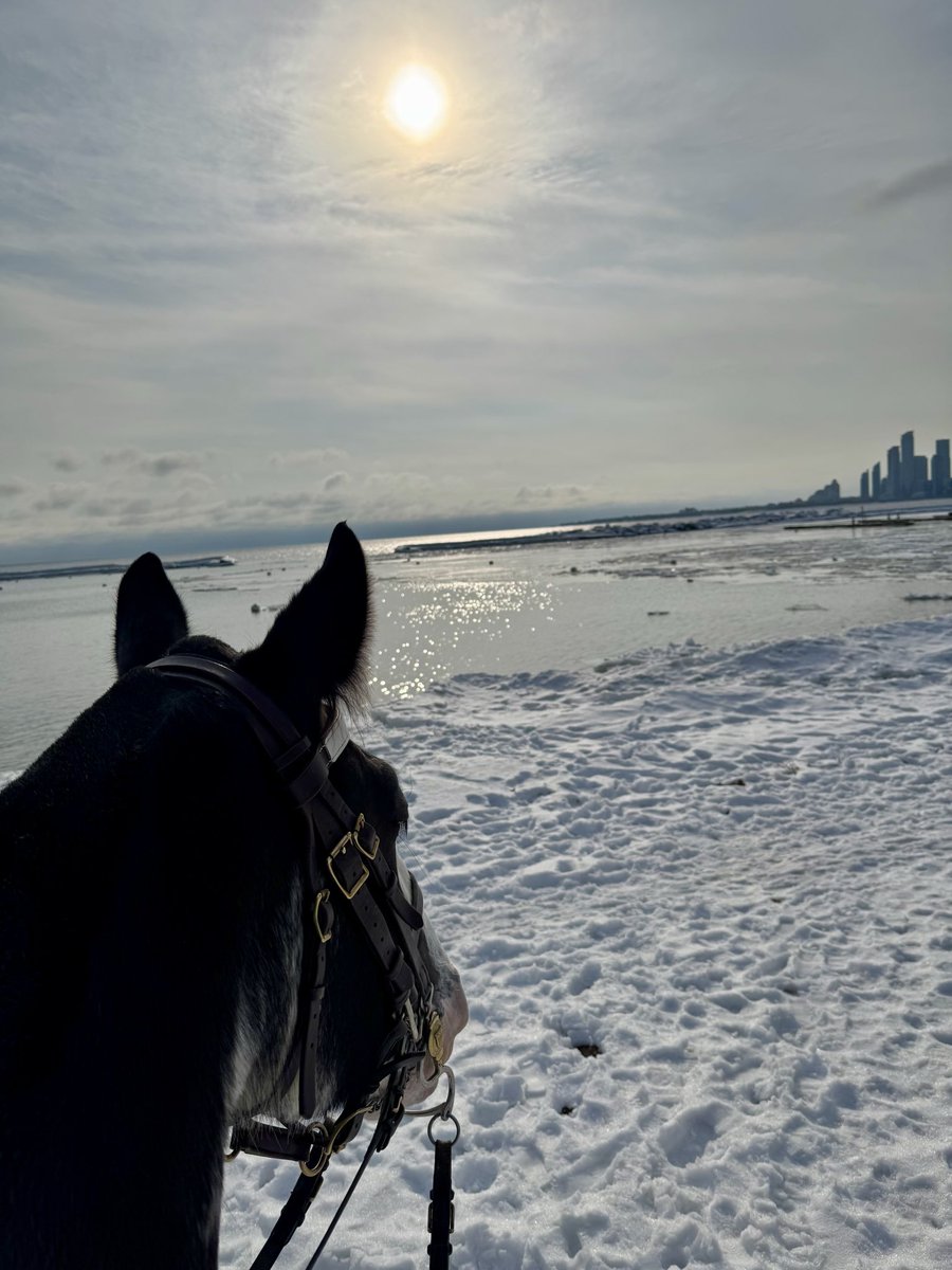 Toronto Police Mounted Unit tweet media