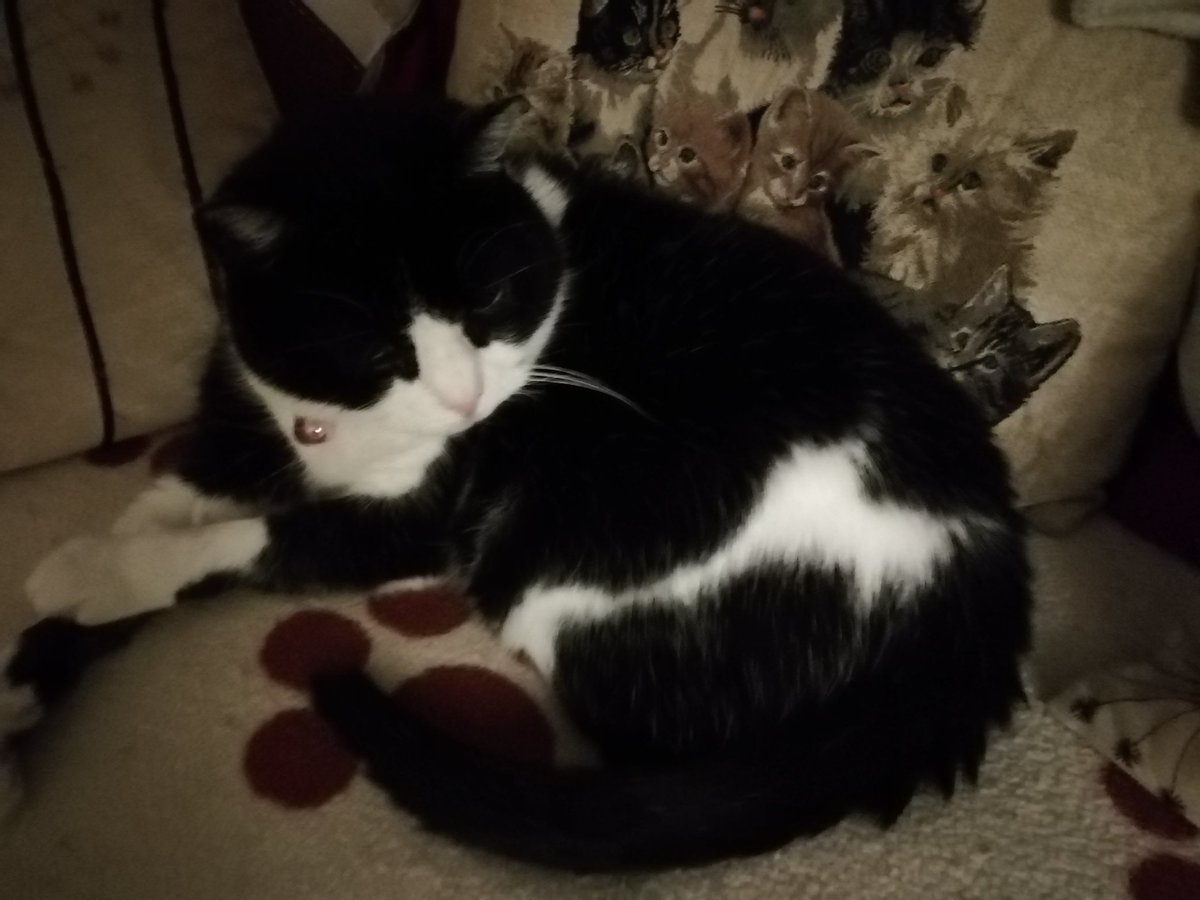 #AngelDannyBoy #AngelSamiCat tweet media