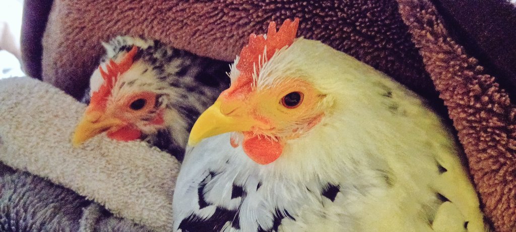 2日後の日曜日に鶏連れでイベント出店するのでお出かけ前にお風呂に