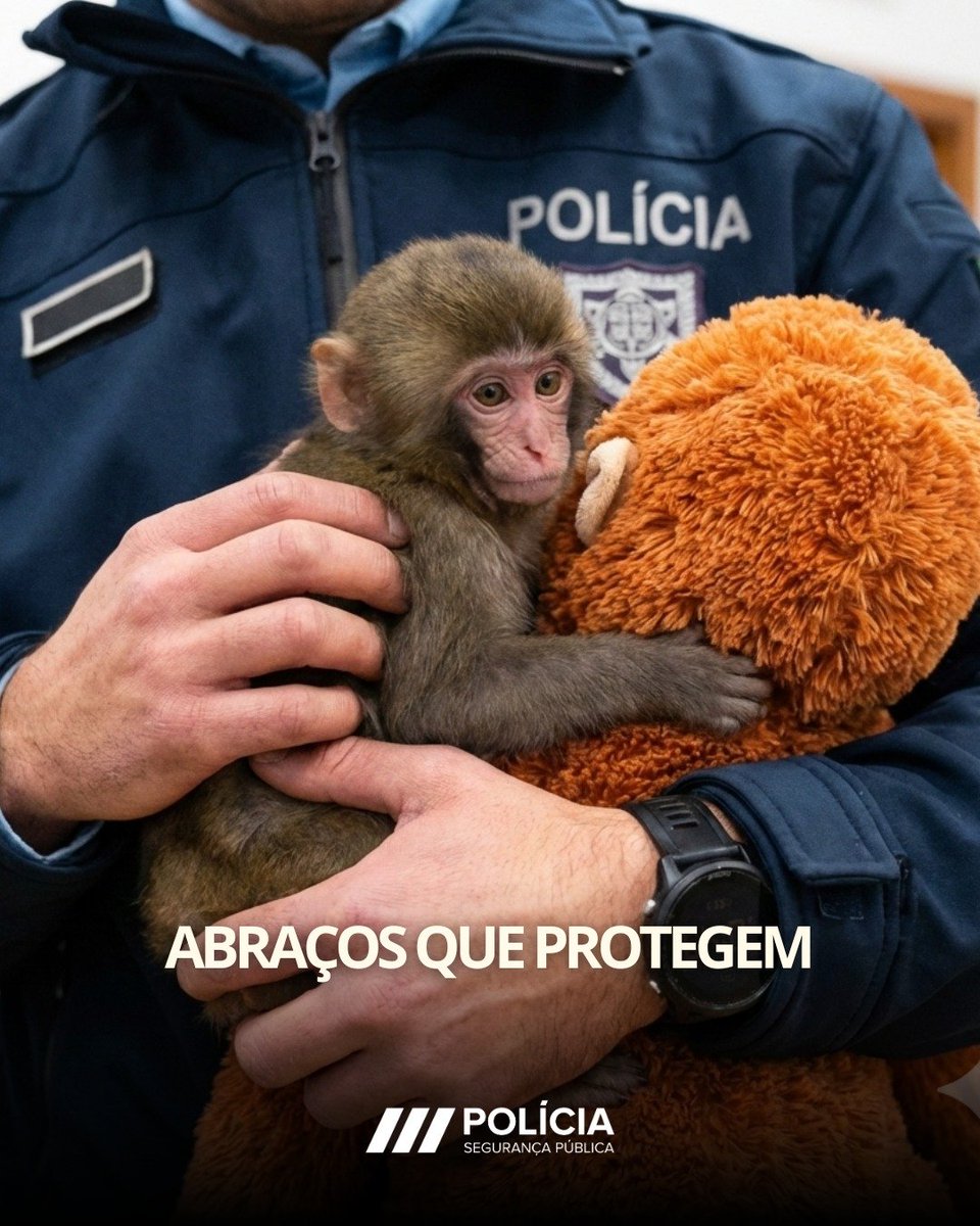 PSP - Polícia de Segurança Pública tweet media