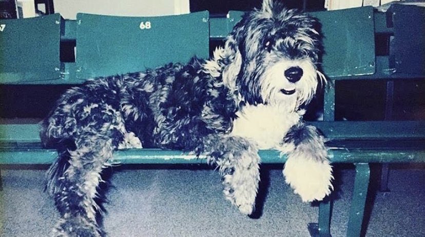 Billie Jean King tweet media