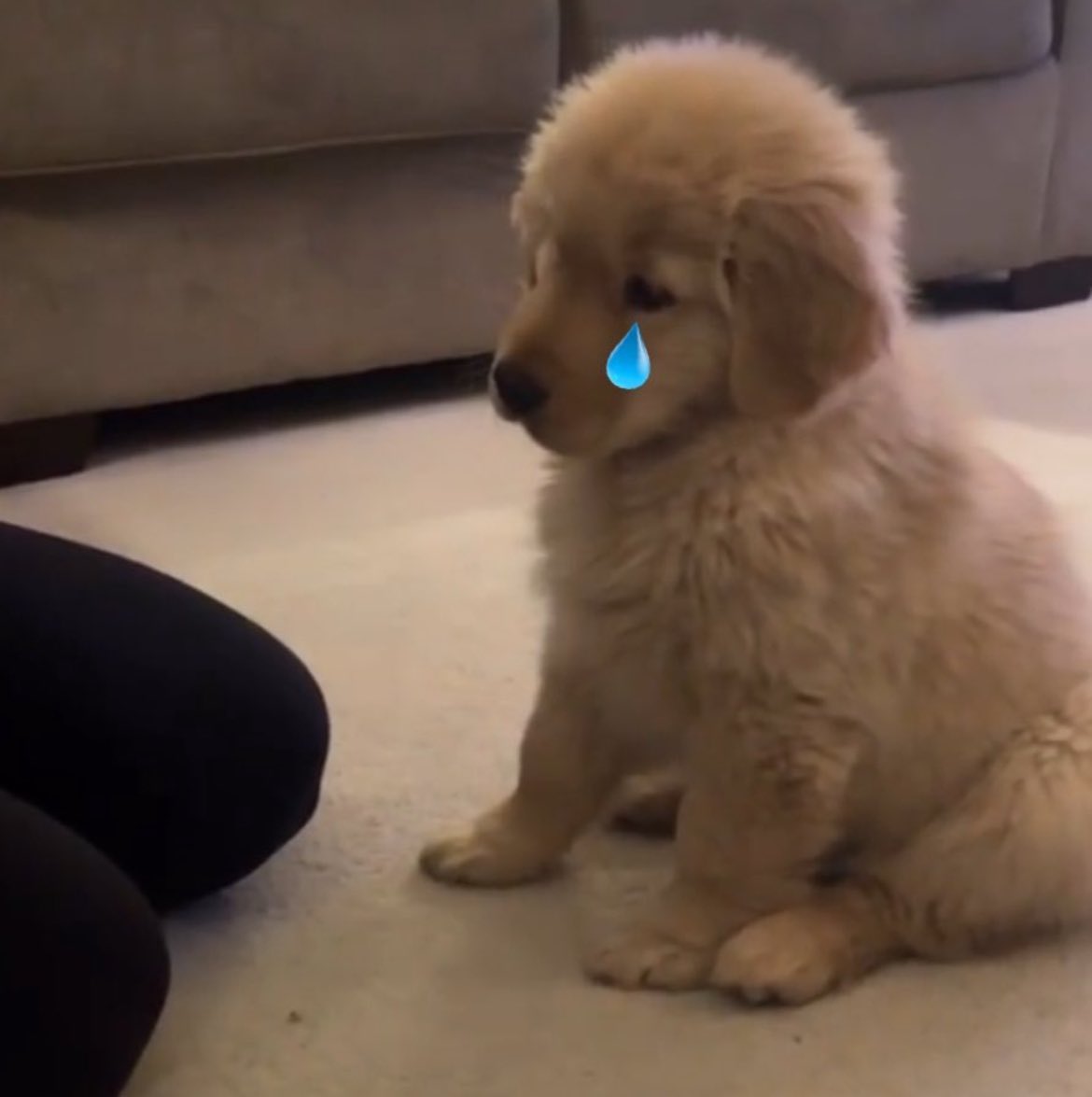 มีเด่กเบะปากจะหงิงๆแล้ว ดีใจช่ายมั้ยที่มีคนมาหาน้องตี๋เยอะ🫳🏻🦮🤍

TROFI2026 x TeeteePor
#TROFIHVLxTeeteePor 
#twnpich <a href="/twnpich/">2Tee</a>