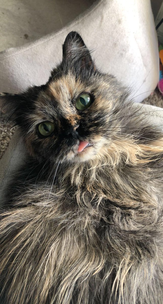 krystaaa's tweet photo. @Garrett_Watts Her government name is Angel Poopsie, but we just call her poopsie. I adopted her at 9 y.o. and the poor thing had missing teeth, a broken jaw and matted fur :( she is now 18! (And blind) she is a true emotional support bean. she also goes by alien and cryptid. https://t.co/cujbJZxyFU